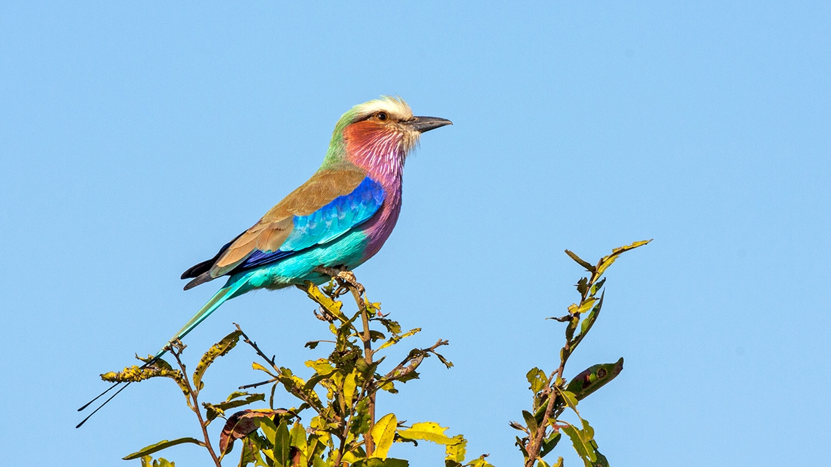 Lilac-breasted Roller [Coracias caudatus caudatus]