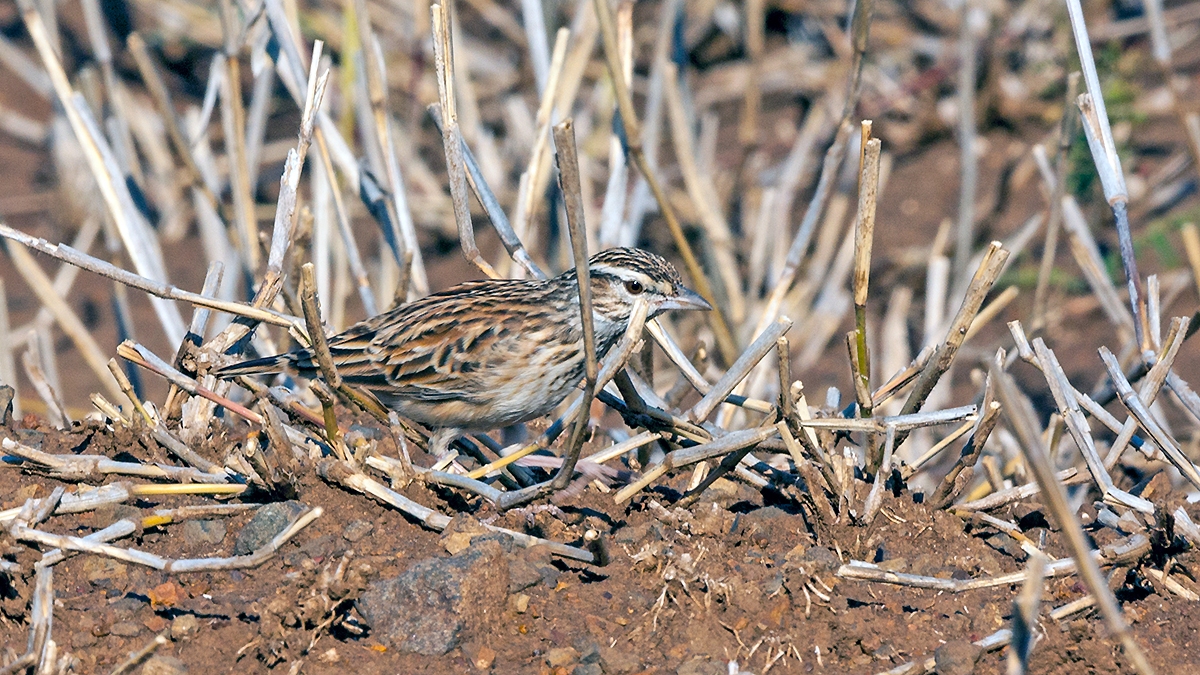 Sabota Lark [Calendulauda sabota suffusca]
