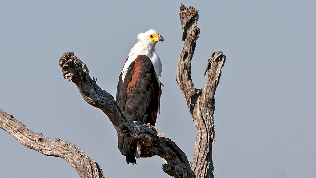 African Fish Eagle [Icthyophaga vocifer]