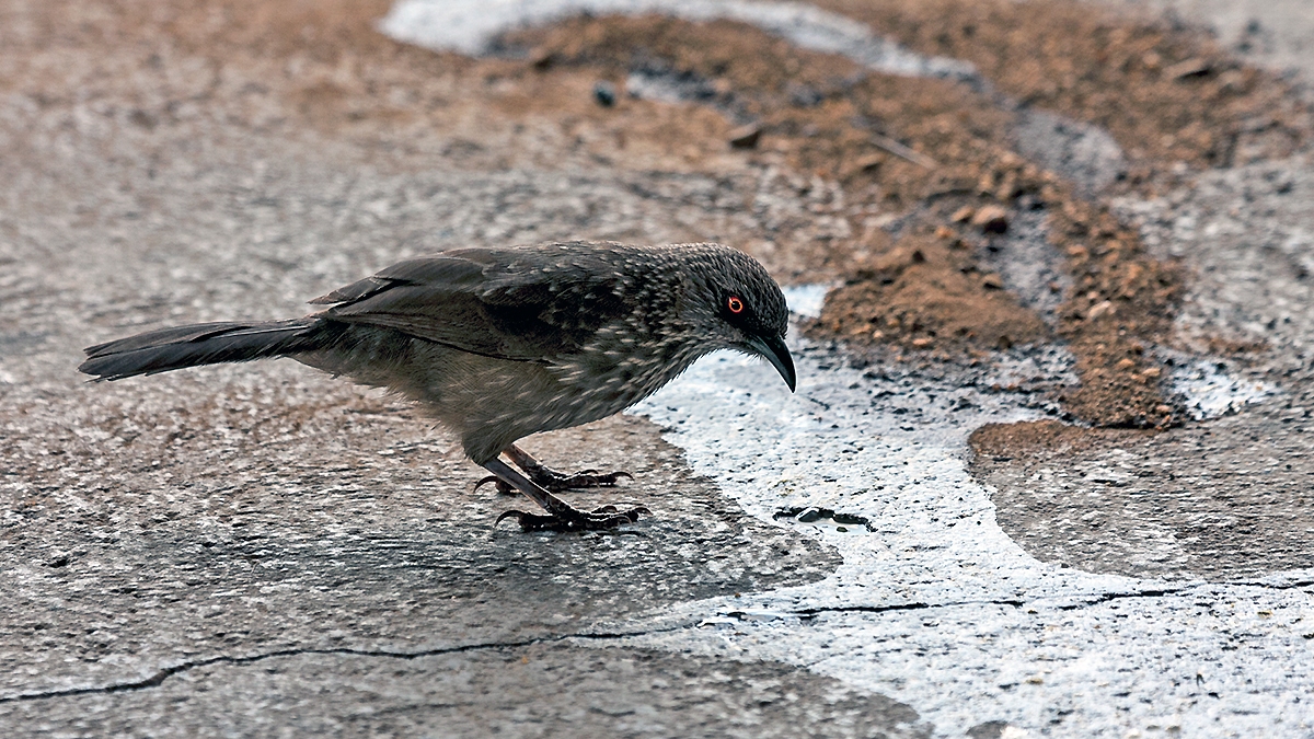 Arrow-marked Babbler [Turdoides jardineii jardineii]