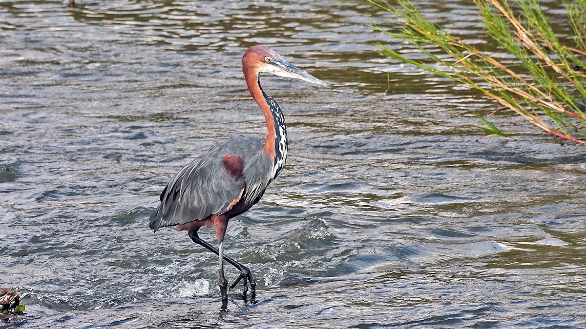 Goliath Heron [Ardea goliath]