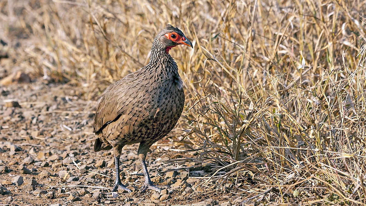 Swainson's Spurfowl [Pternistis swainsonii swainsonii]