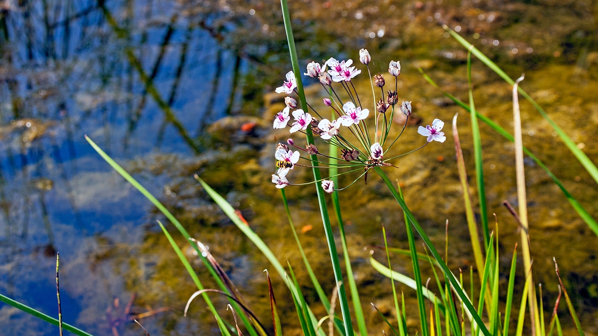 Flowering Rush [Butomus umbellatus]