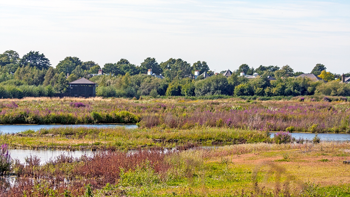 Wildside Hide, London Wetland Centre