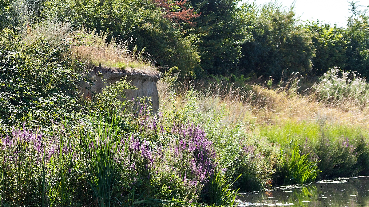 Sand Martin nesting site, London Wetland Centre