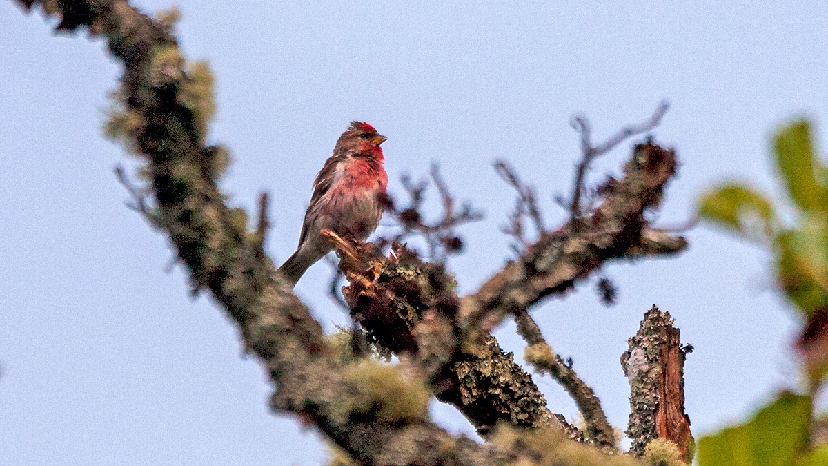 Redpoll [Acanthis flammea cabaret]