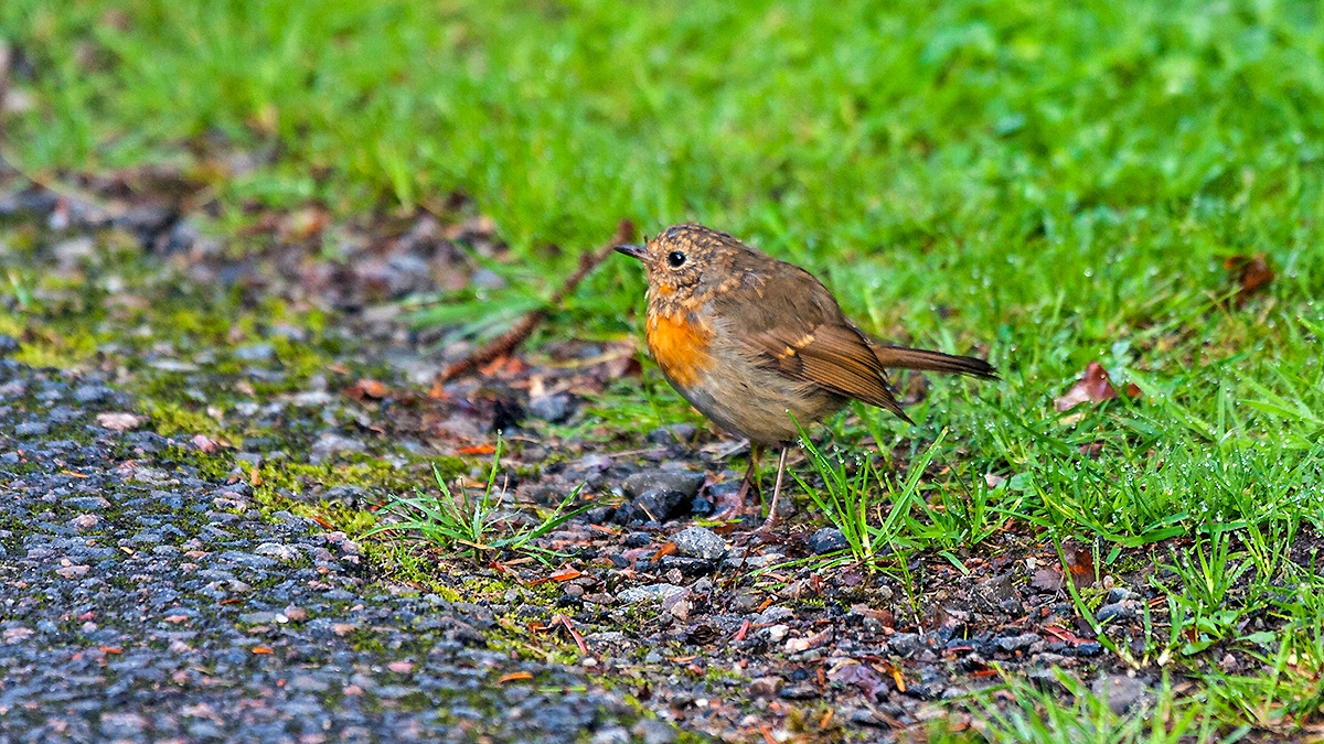 European Robin [Erithacus rubecula melophilus]