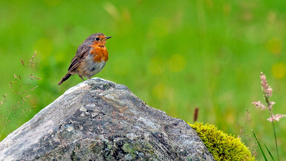 European Robin [Erithacus rubecula melophilus]