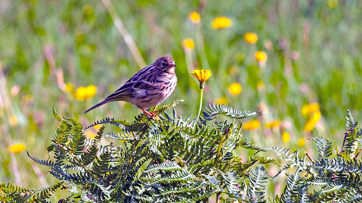 Meadow Pipit [Anthus pratensis]