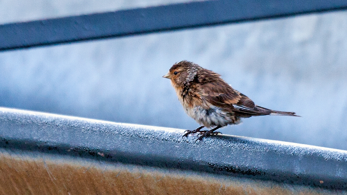 Twite [Linaria flavirostris pipilans]