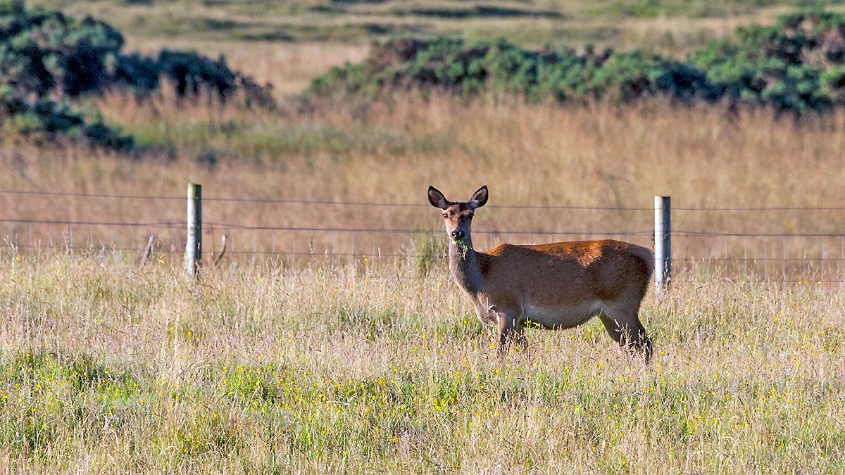 Red Deer [Cervus elaphus scoticus]