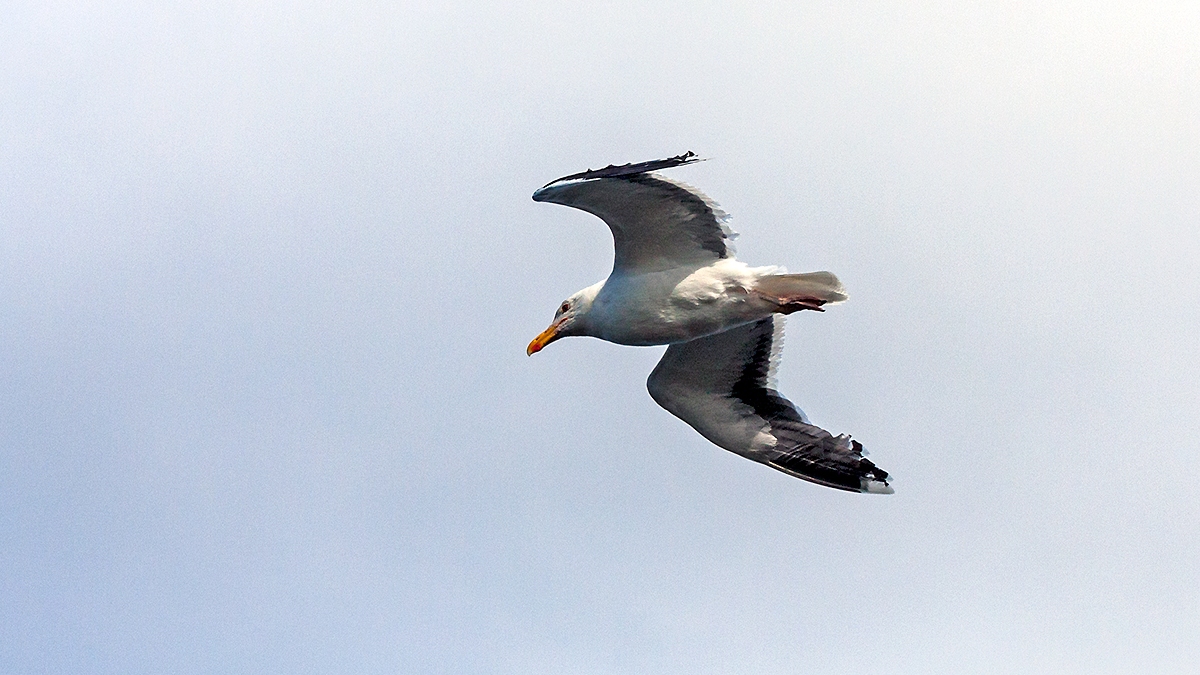 Great Black-backed Gull [Larus marinus]