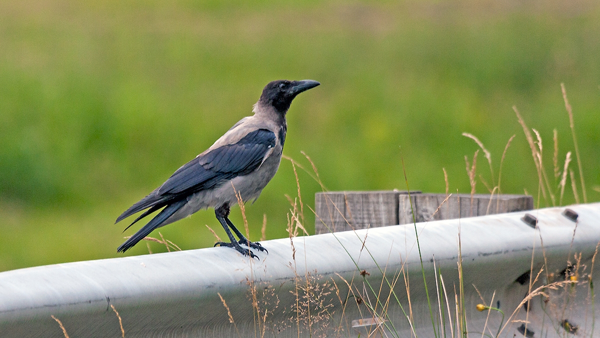 Hooded Crow [Corvus cornix cornix]