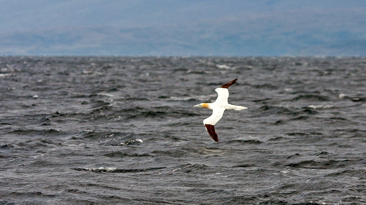 Northern Gannet [Morus bassanus]