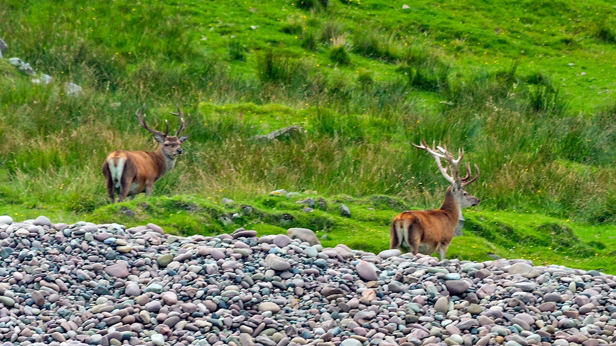 Red Deer [Cervus elaphus scoticus]