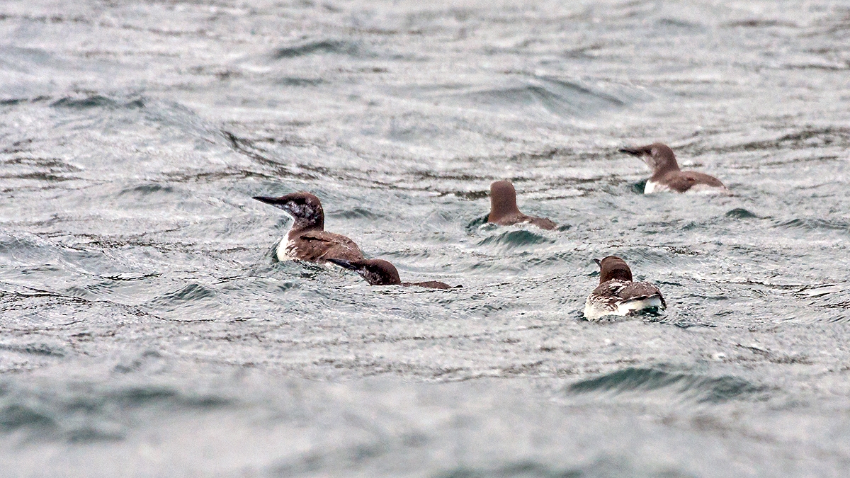 Common Murre [Uria aalge aalge]
