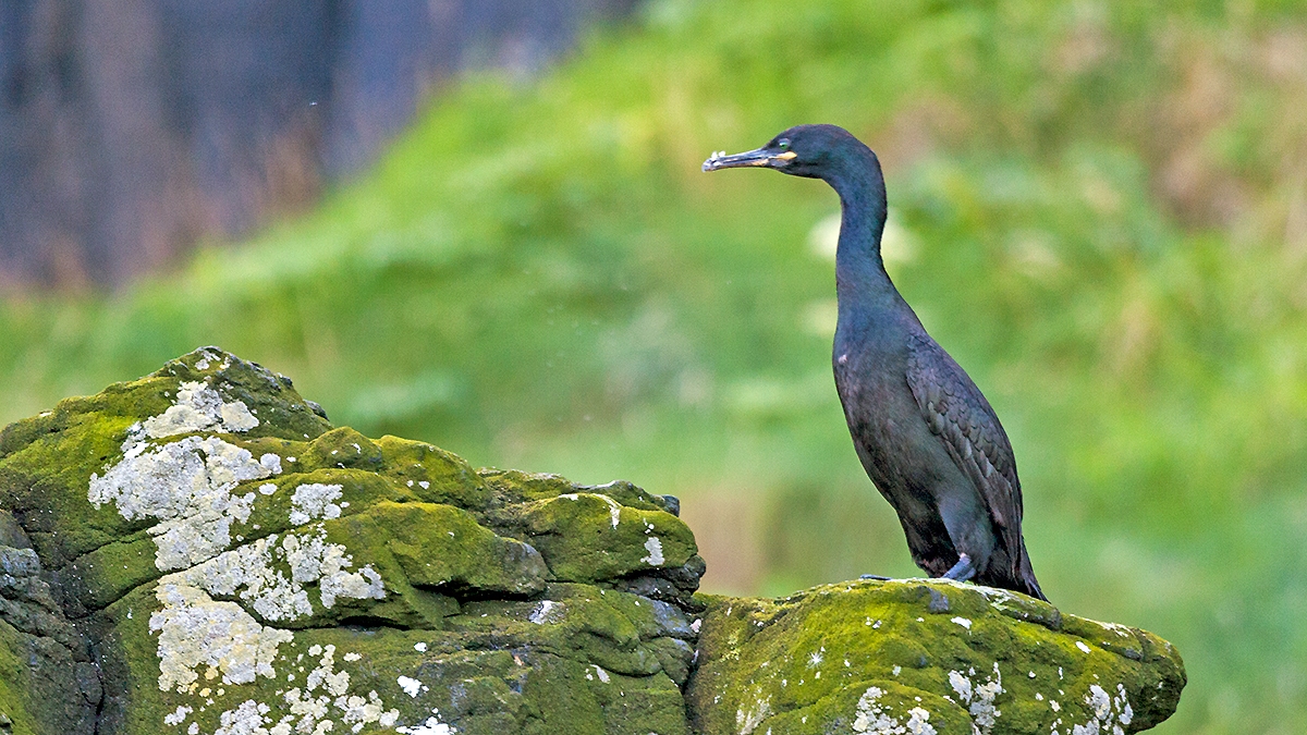 European Shag [Gulosus aristotelis aristotelis]