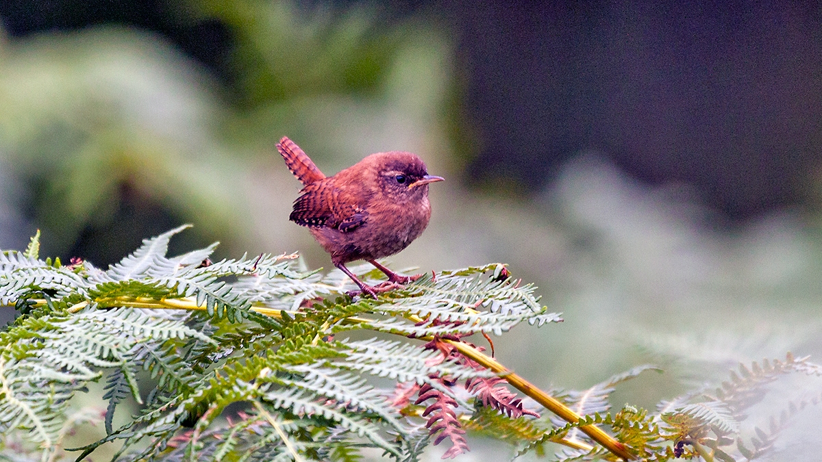 Eurasian Wren [Troglodytes troglodytes indigenus]