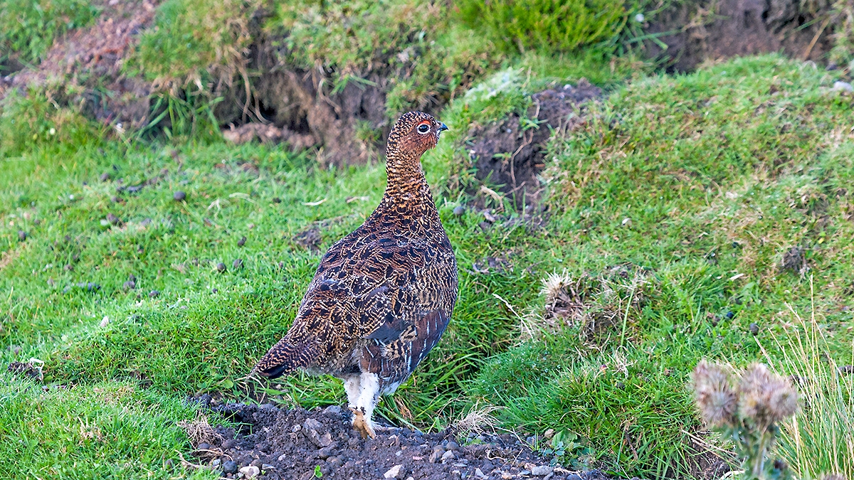 Red Grouse [Lagopus scotica]