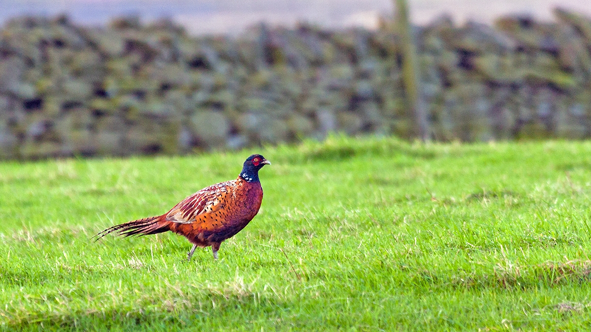 Common Pheasant [Phasianus colchicus colchicus]