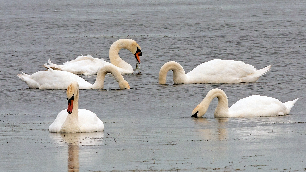 Mute Swan [Cygnus olor]