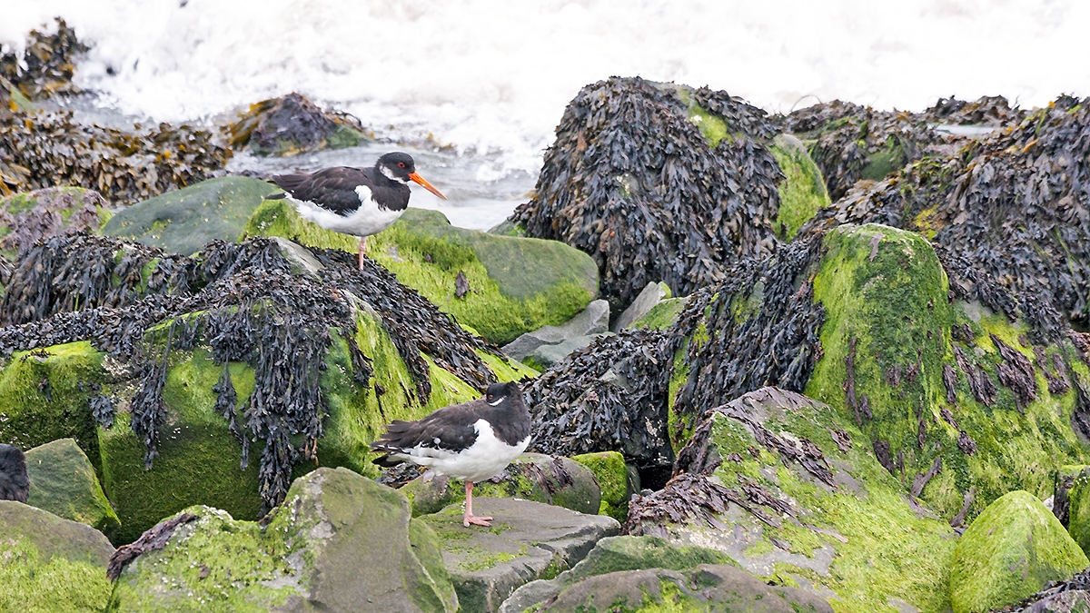Eurasian Oystercatcher [Haematopus ostralegus ostralegus]