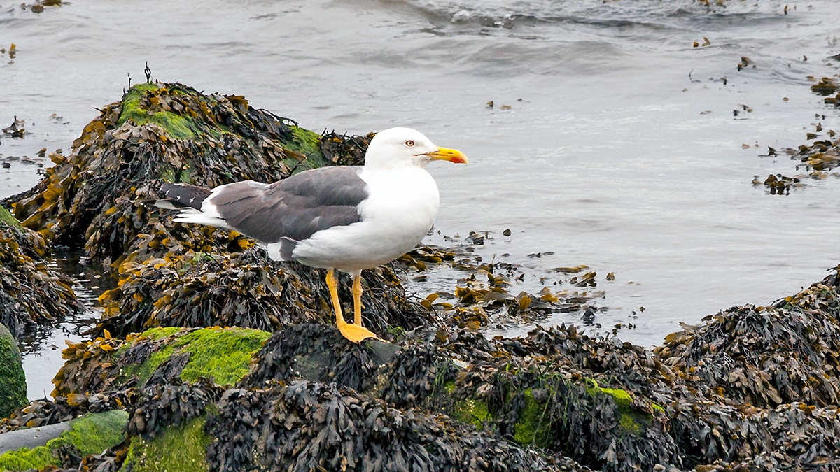 Lesser Black-backed Gull [Larus fuscus graellsii]