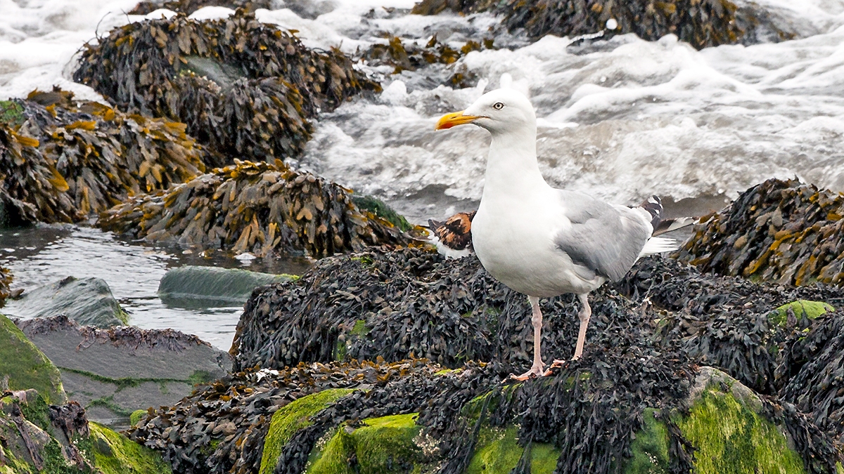 European Herring Gull [Larus argentatus argenteus]