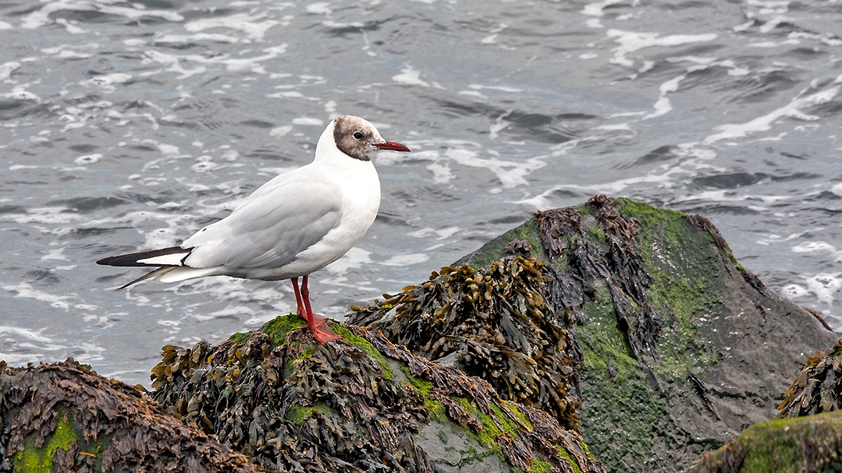 Black-headed Gull [Chroicocephalus ridibundus]