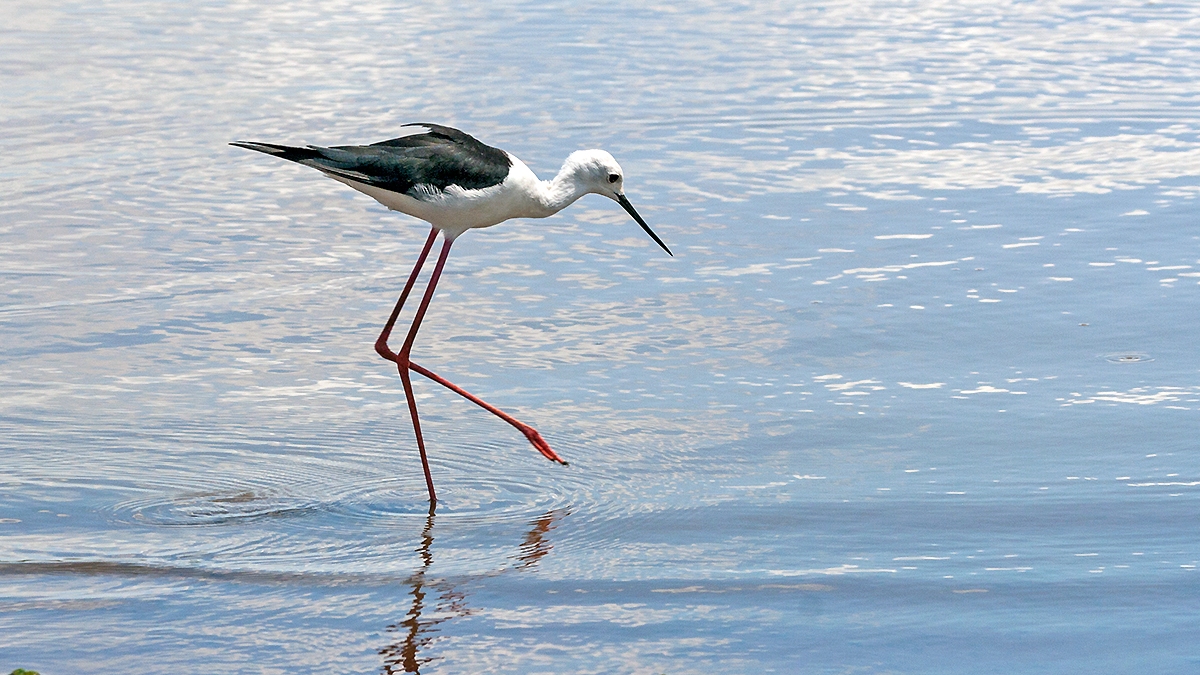 Black-winged Stilt [Himantopus himantopus]