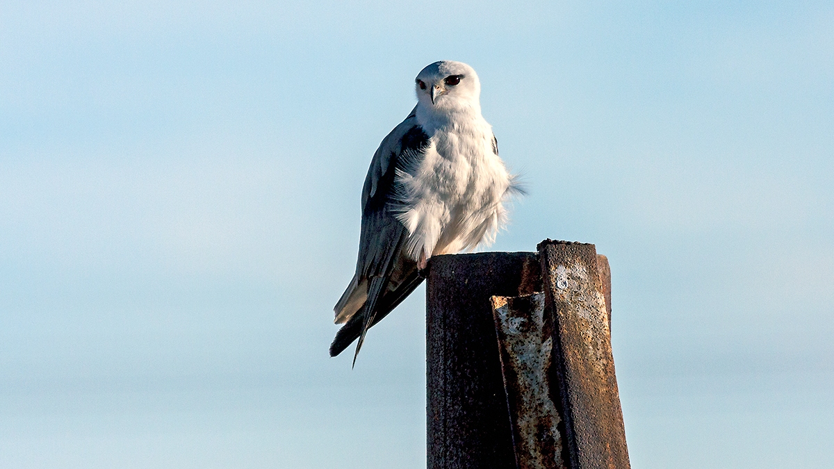 Black-winged Kite [Elanus caeruleus caeruleus]