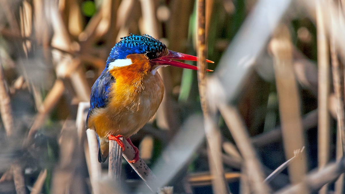 Malachite Kingfisher [Corythornis cristatus cristatus]