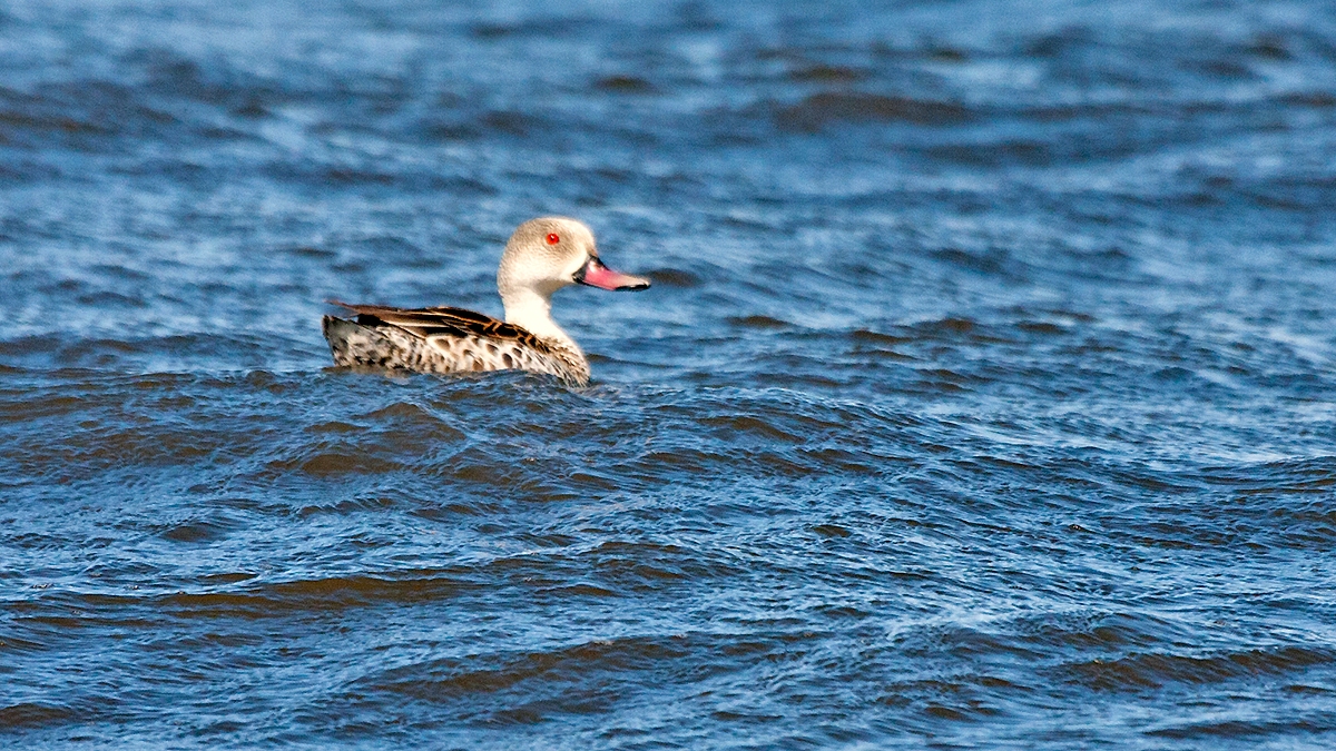 Cape Teal [Anas capensis]