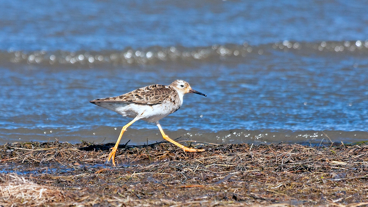 Ruff [Calidris pugnax]
