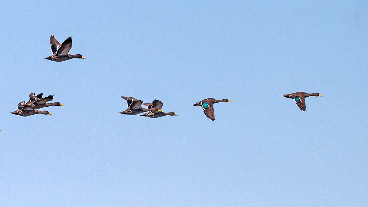 Yellow-billed Duck [Anas undulata undulata]