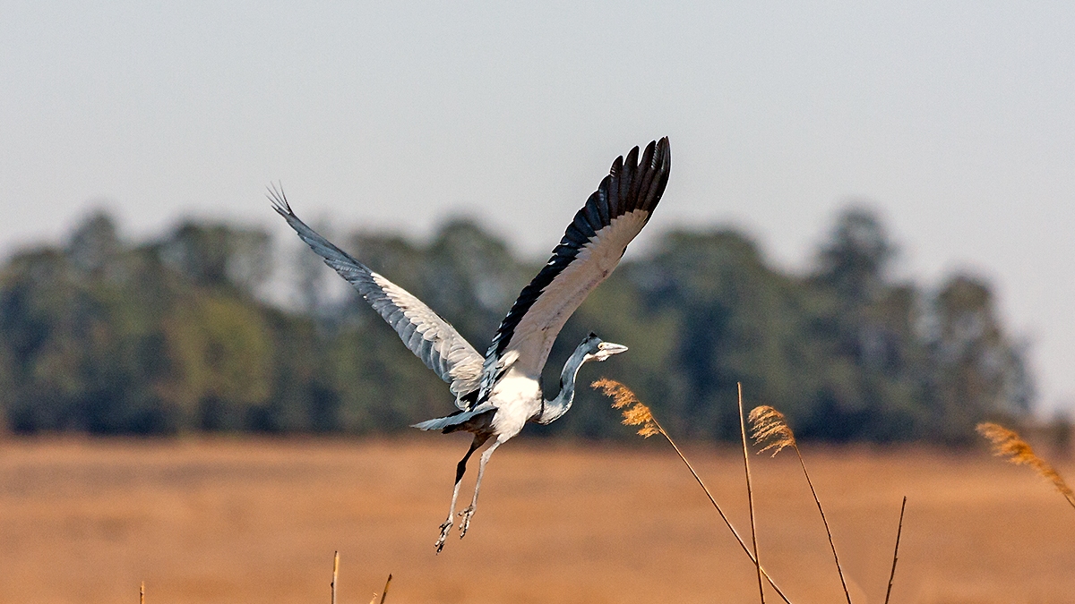 Black-headed Heron [Ardea melanocephala]