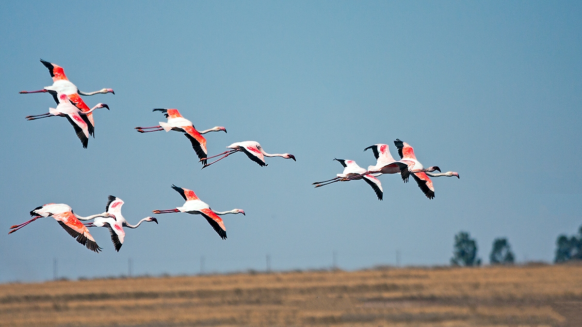 Lesser Flamingo [Phoeniconaias minor]