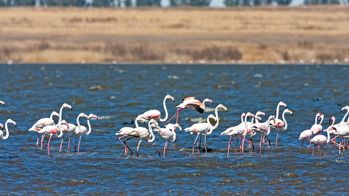 Greater Flamingo [Phoenicopterus roseus]