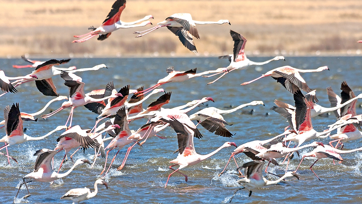 Lesser Flamingo [Phoeniconaias minor]