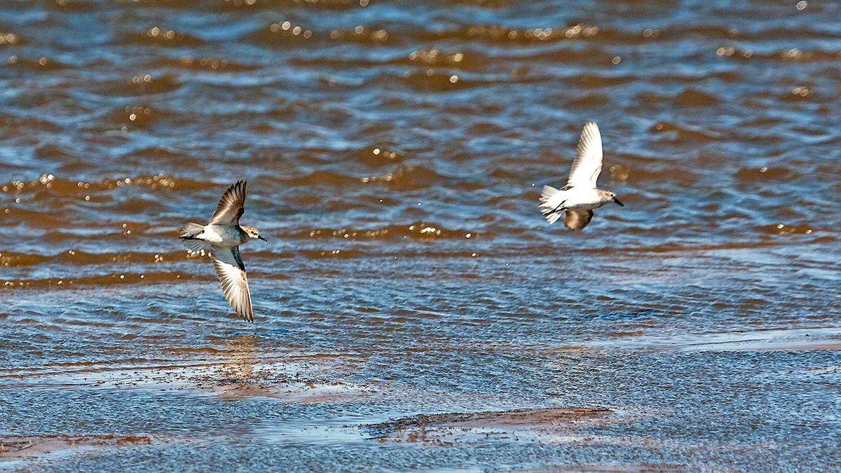 Little Stint [Calidris minuta]