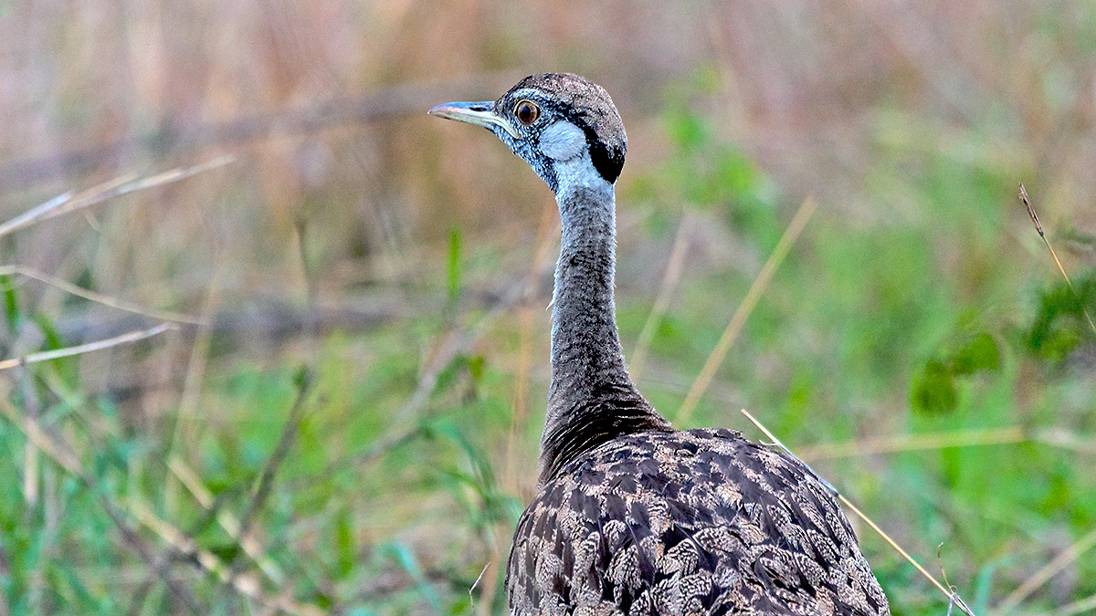 Black-bellied Bustard [Lissotis melanogaster notophila]