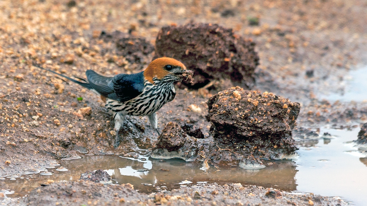 Lesser Striped Swallow [Cecropis abyssinica unitatis]