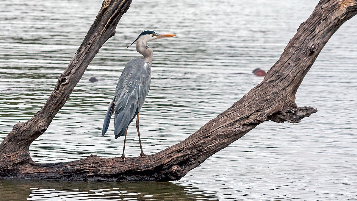 Grey Heron [Ardea cinerea cinerea]