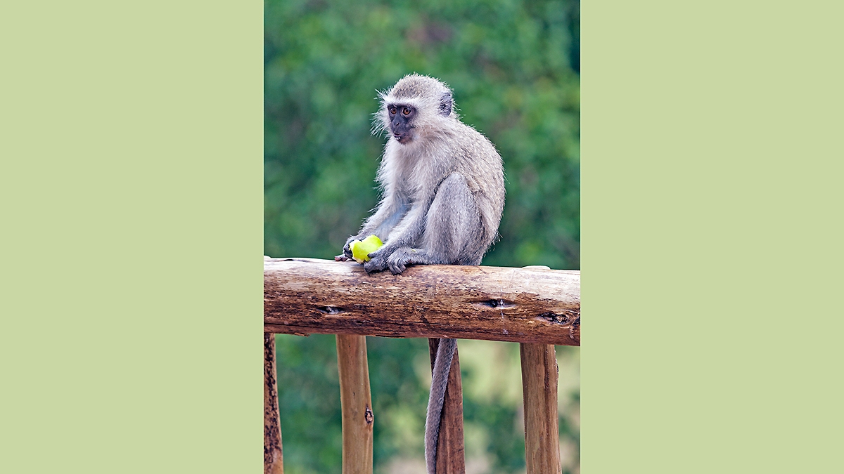 Vervet Monkey [Chlorocebus pygerythrus pygerythus]