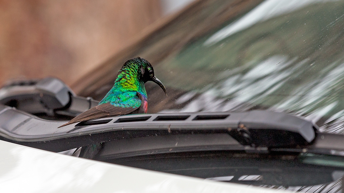 Marico Sunbird [Cinnyris mariquensis mariquensis]