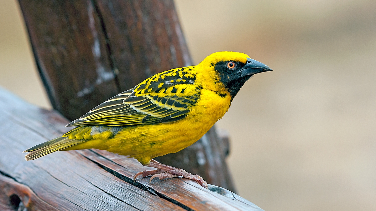 Village Weaver [Ploceus cucullatus spilonotus]