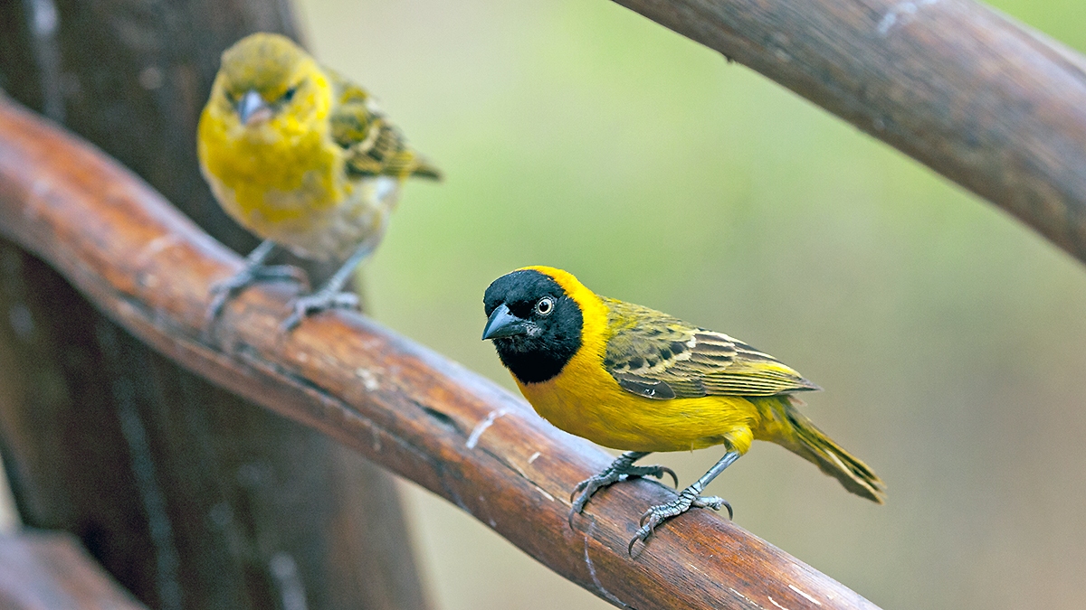 Lesser Masked Weaver [Ploceus intermedius cabanisii]
