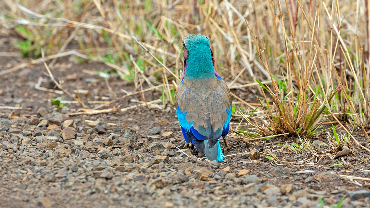 Lilac-breasted Roller [Coracias caudatus caudatus]
