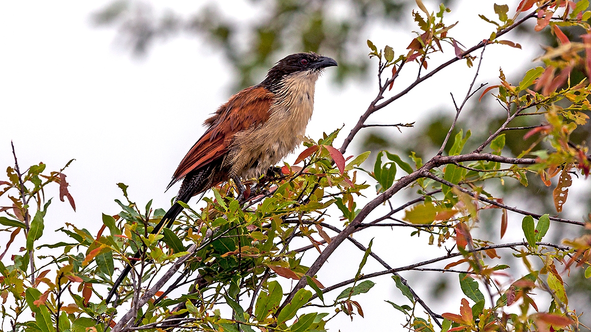 Burchell's Coucal [Centropus burchellii burchellii]