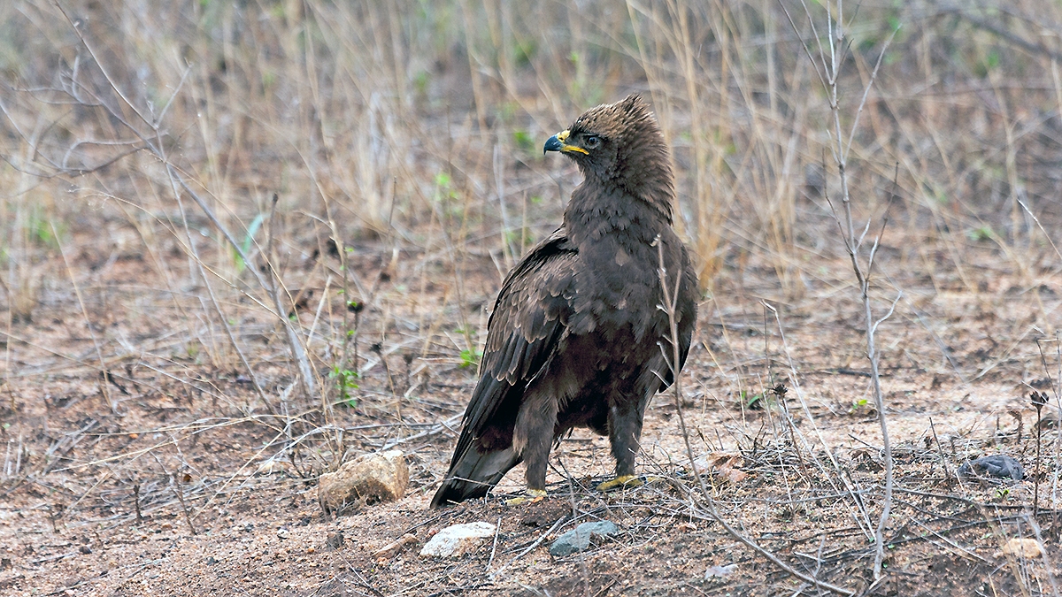 Wahlberg’s Eagle [Hieraaetus wahlbergi]